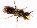 Hylaeus pectoralis